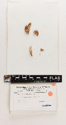 Russula glaucescentipes image