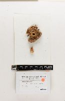 Russula rubrifolia image