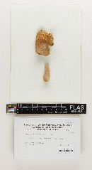 Russula subgranulosa image
