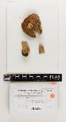 Russula albiclavipes image
