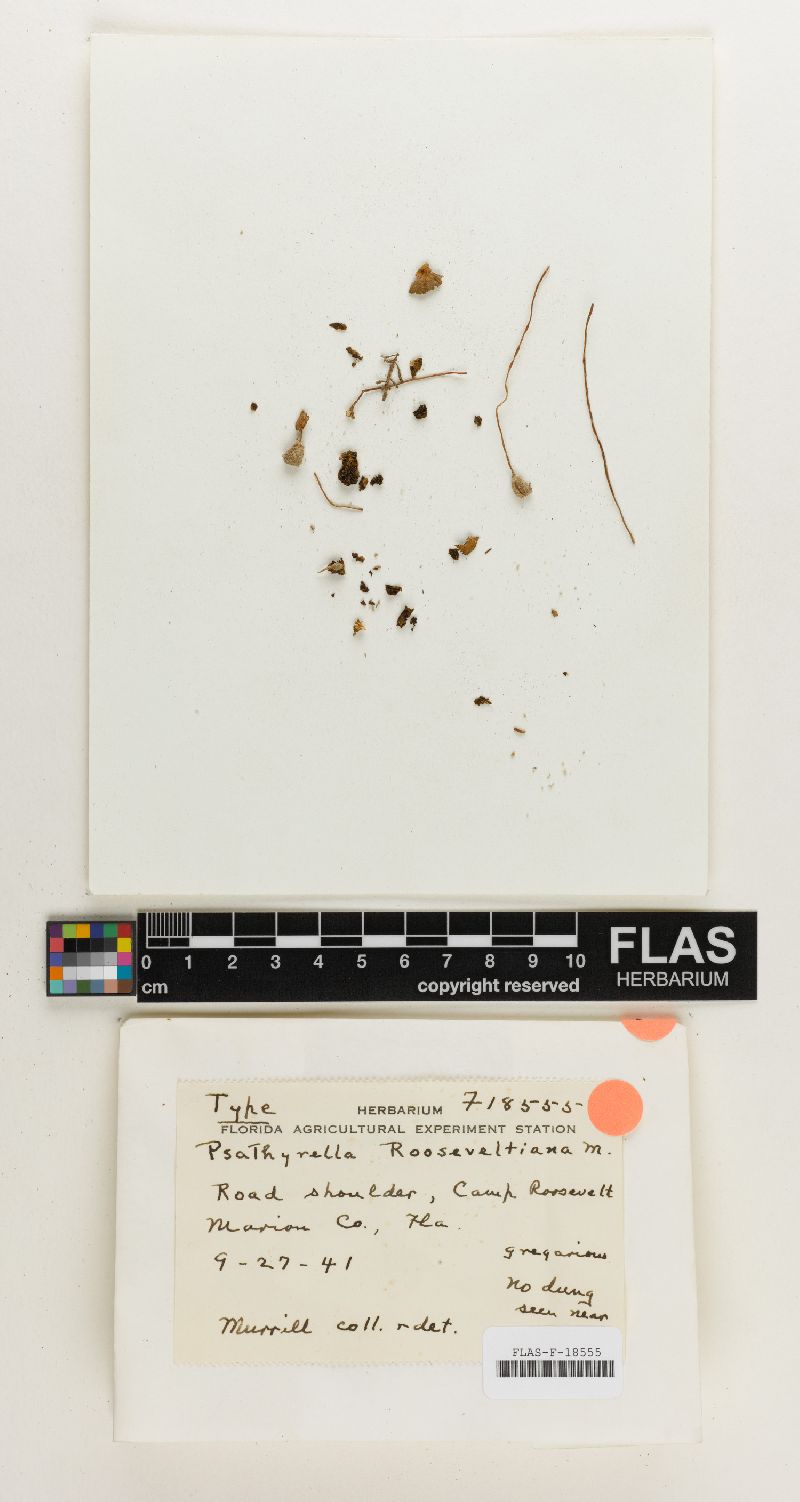 Psathyrella rooseveltiana image