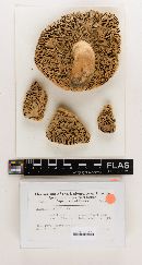 Russula hixsonii image