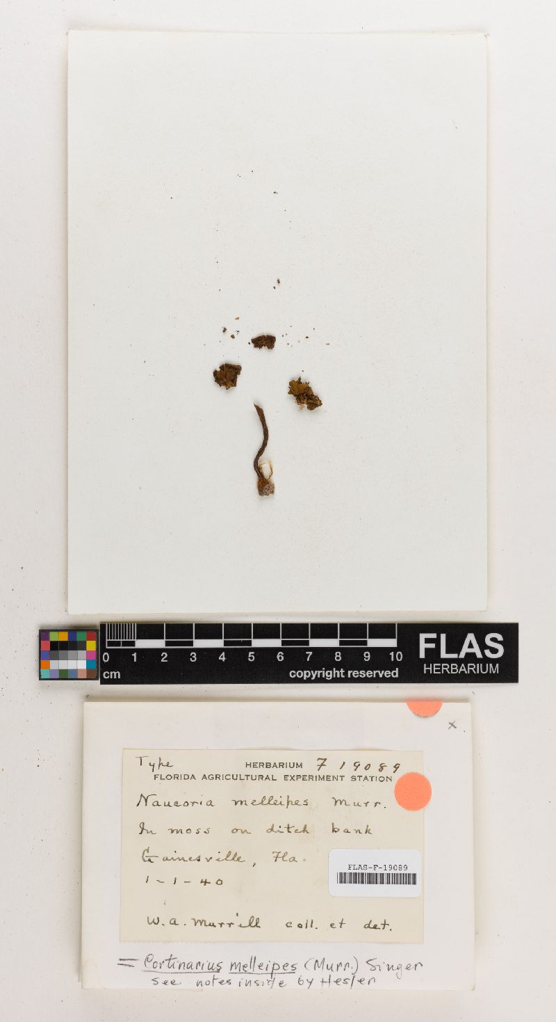 Cortinarius melleipes image