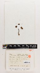 Cortinarius melleipes image
