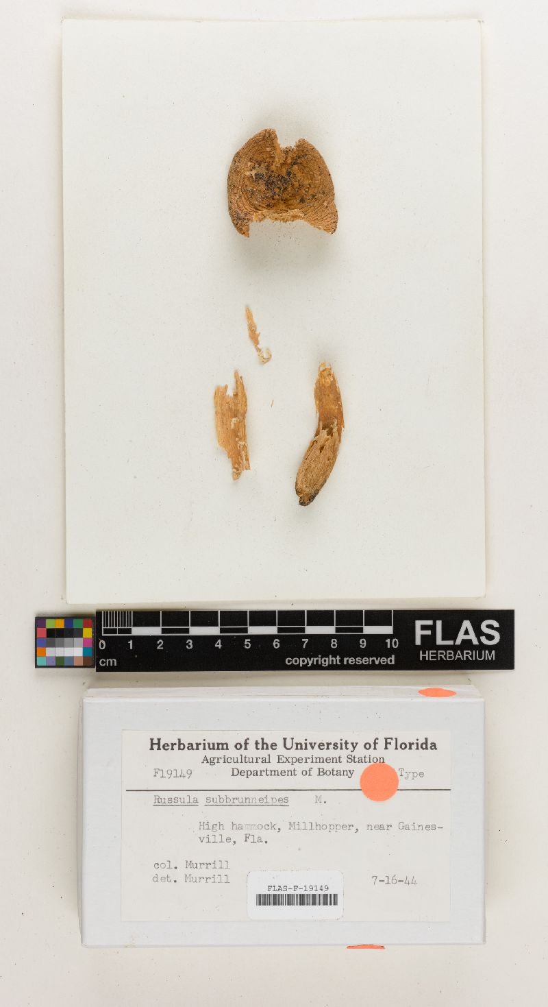 Russula subbrunneipes image