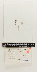 Omphalina australis image