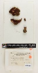 Cortinarius straminipes image