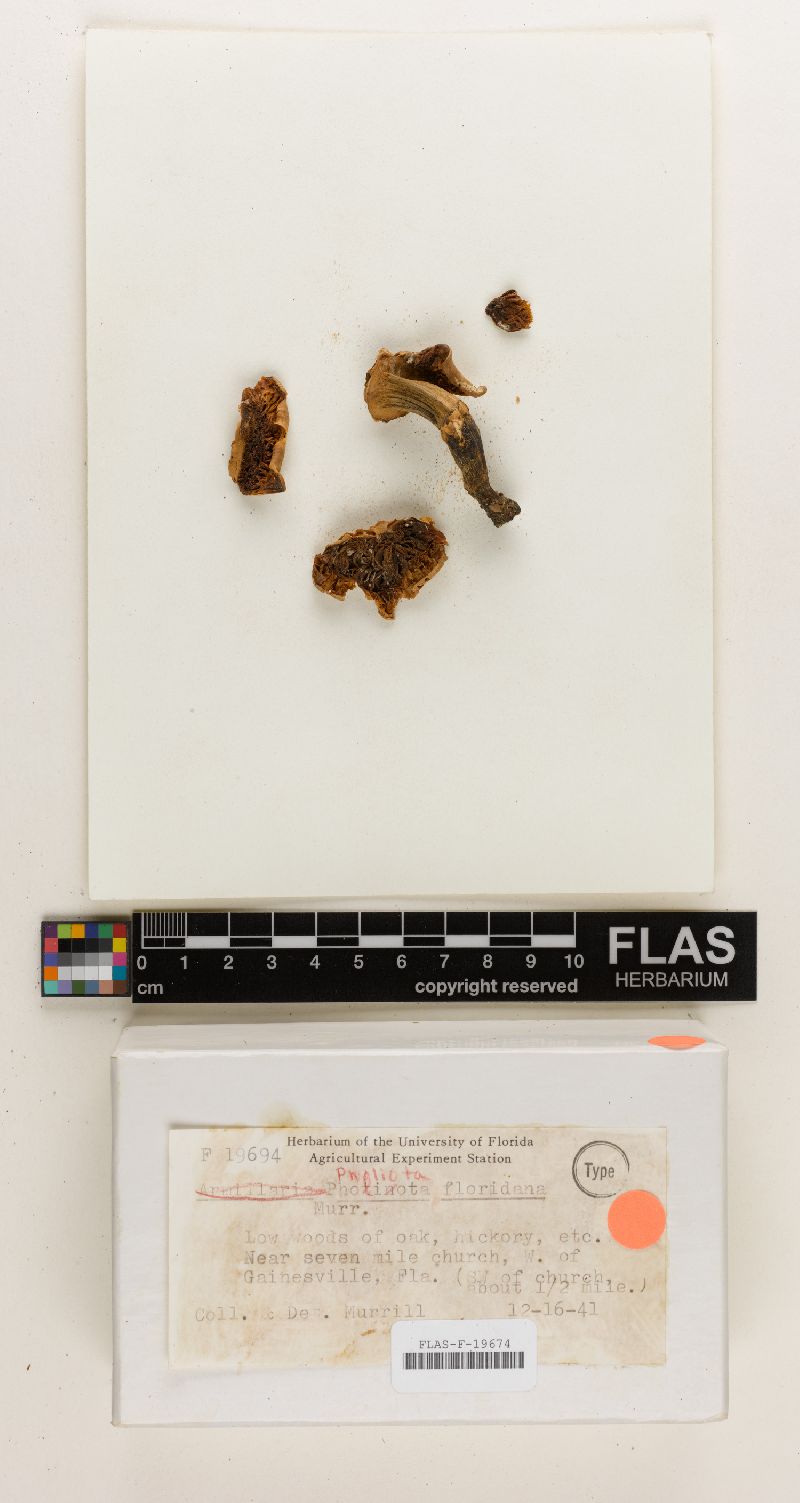 Pholiota floridana image