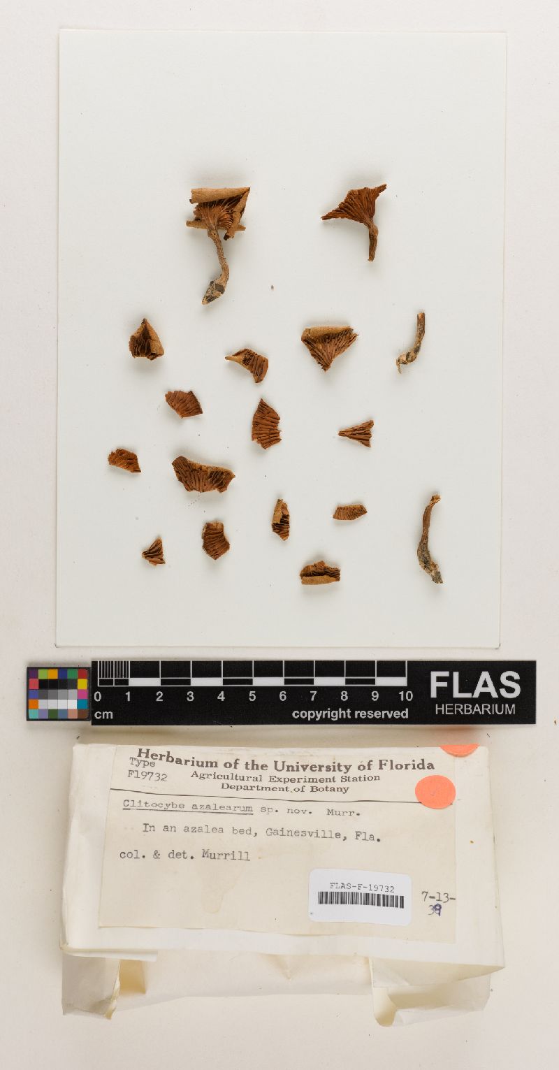 Clitopilus azalearum image