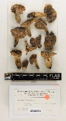 Russula praefragilis image