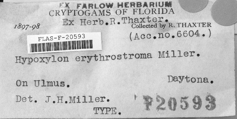 Hypoxylon erythrostroma image