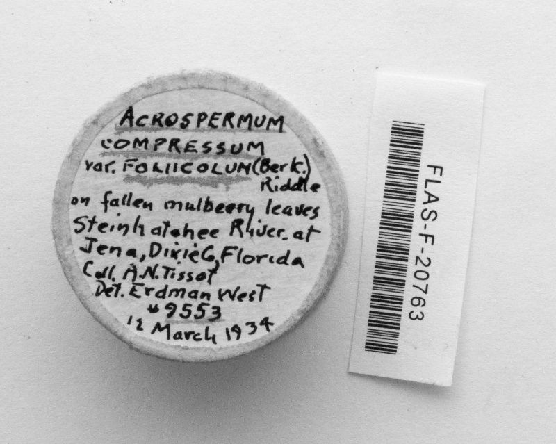 Acrospermum compressum image