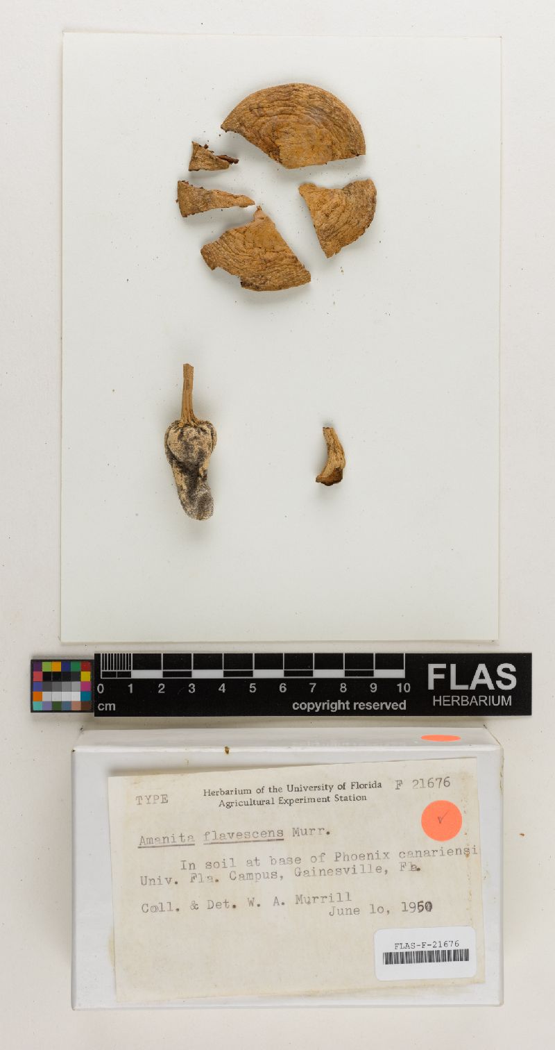 Amanita contui image