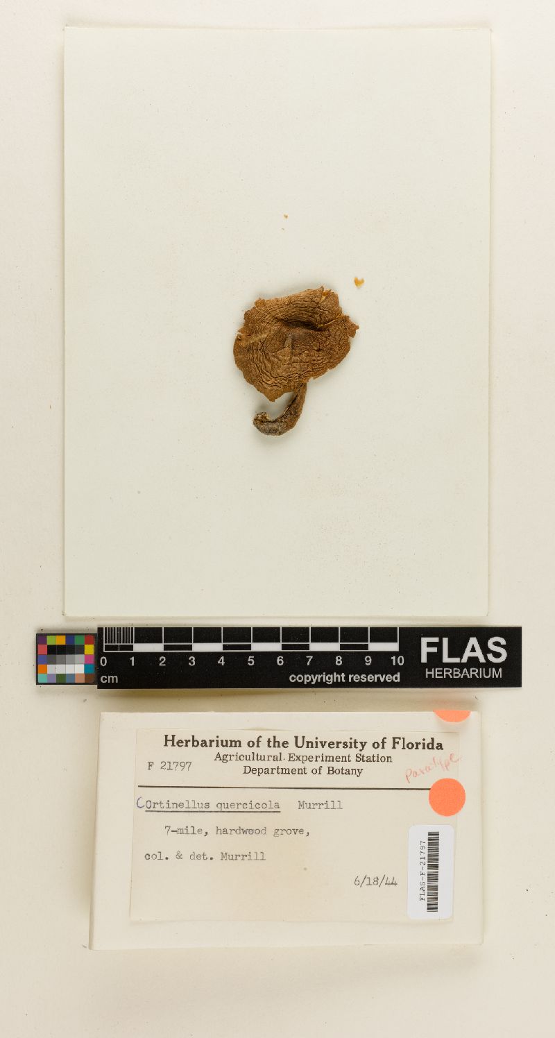 Tricholoma quercicola image