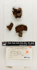 Cortinarius citriniceps image
