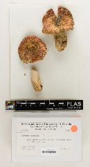 Russula inedulis image