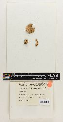 Cortinarius hebelomoides image