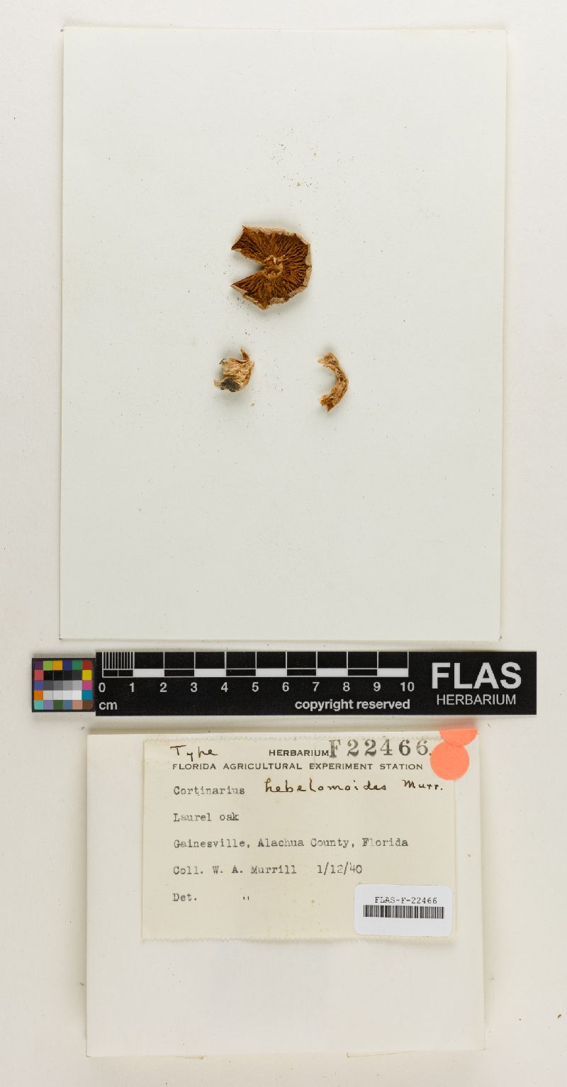 Cortinarius hebelomoides image