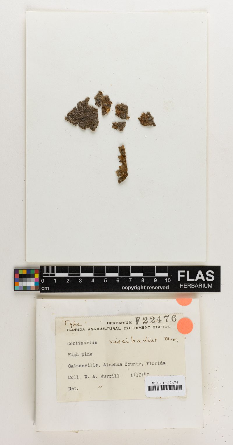 Cortinarius viscibadius image