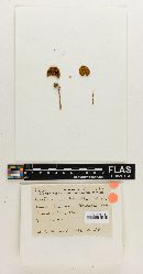 Cortinarius pusillus image