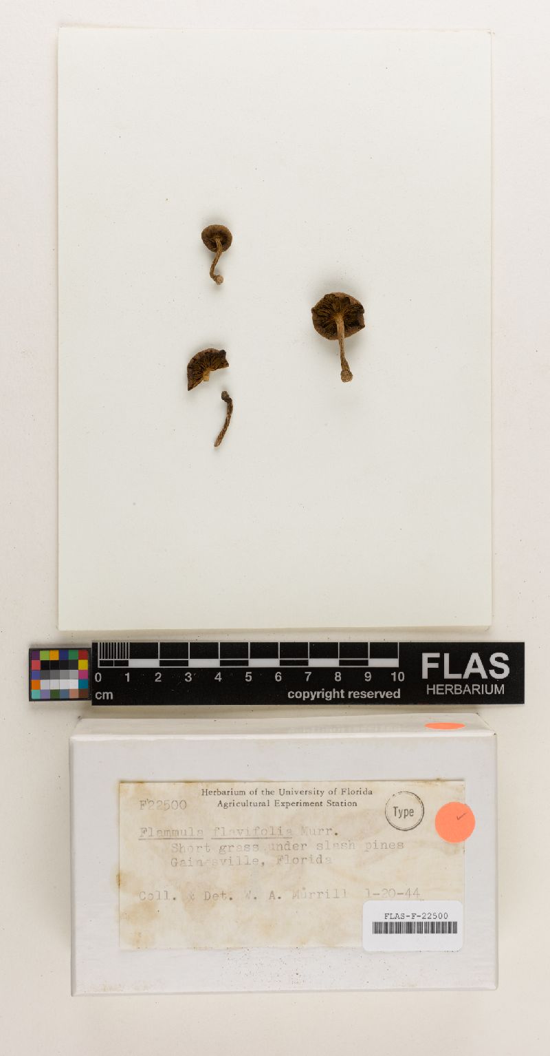 Gymnopilus flavifolius image