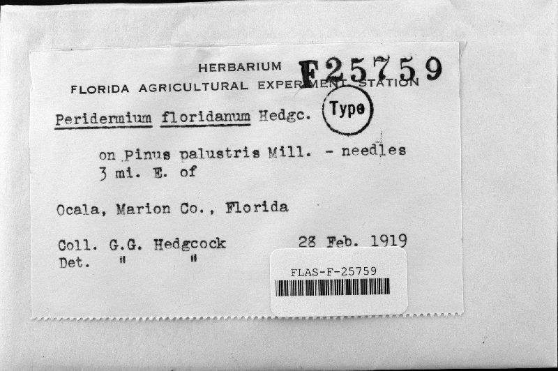 Peridermium floridanum image