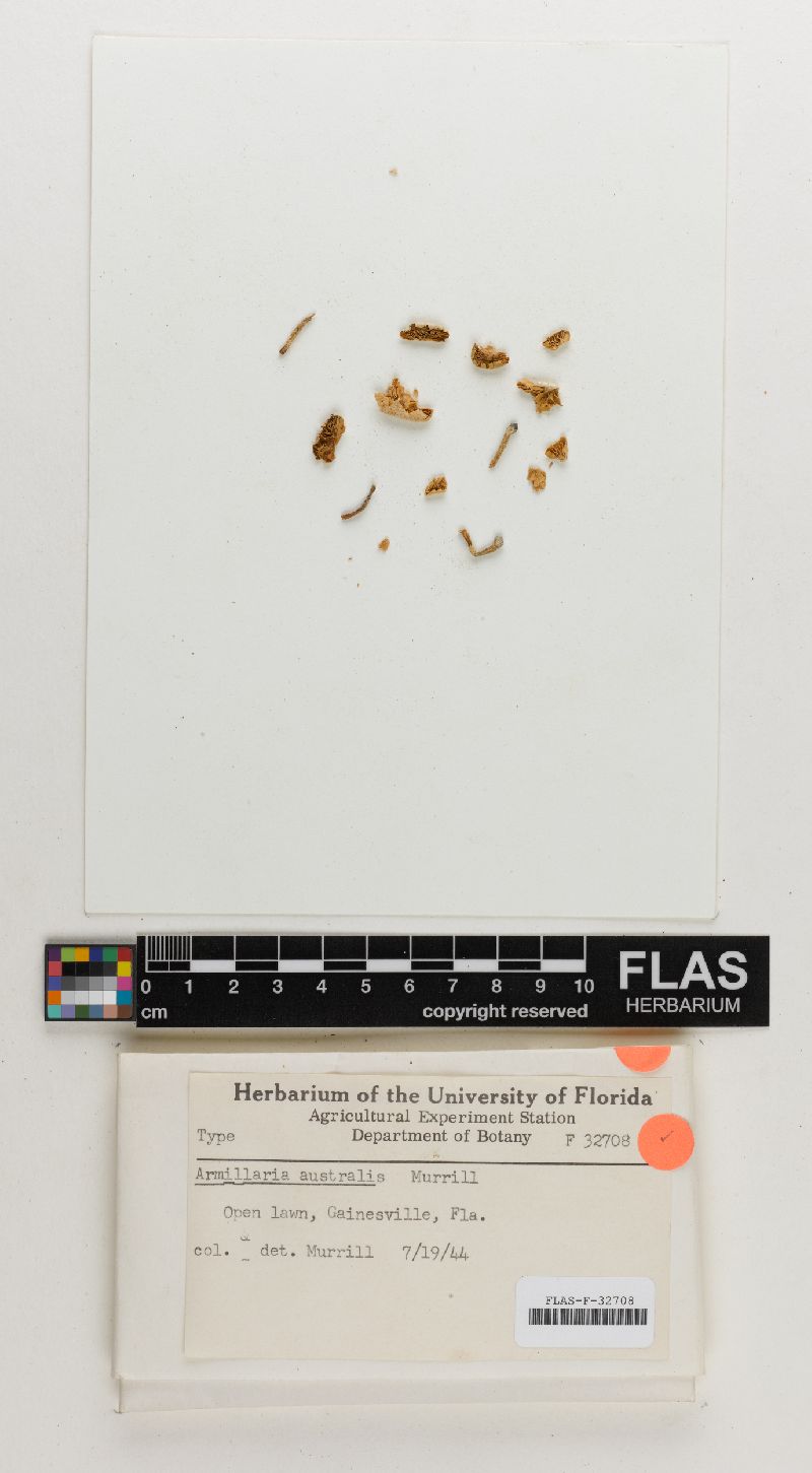 Armillaria australis image