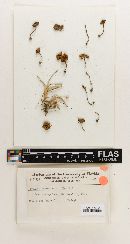 Lepiota fumosiceps image