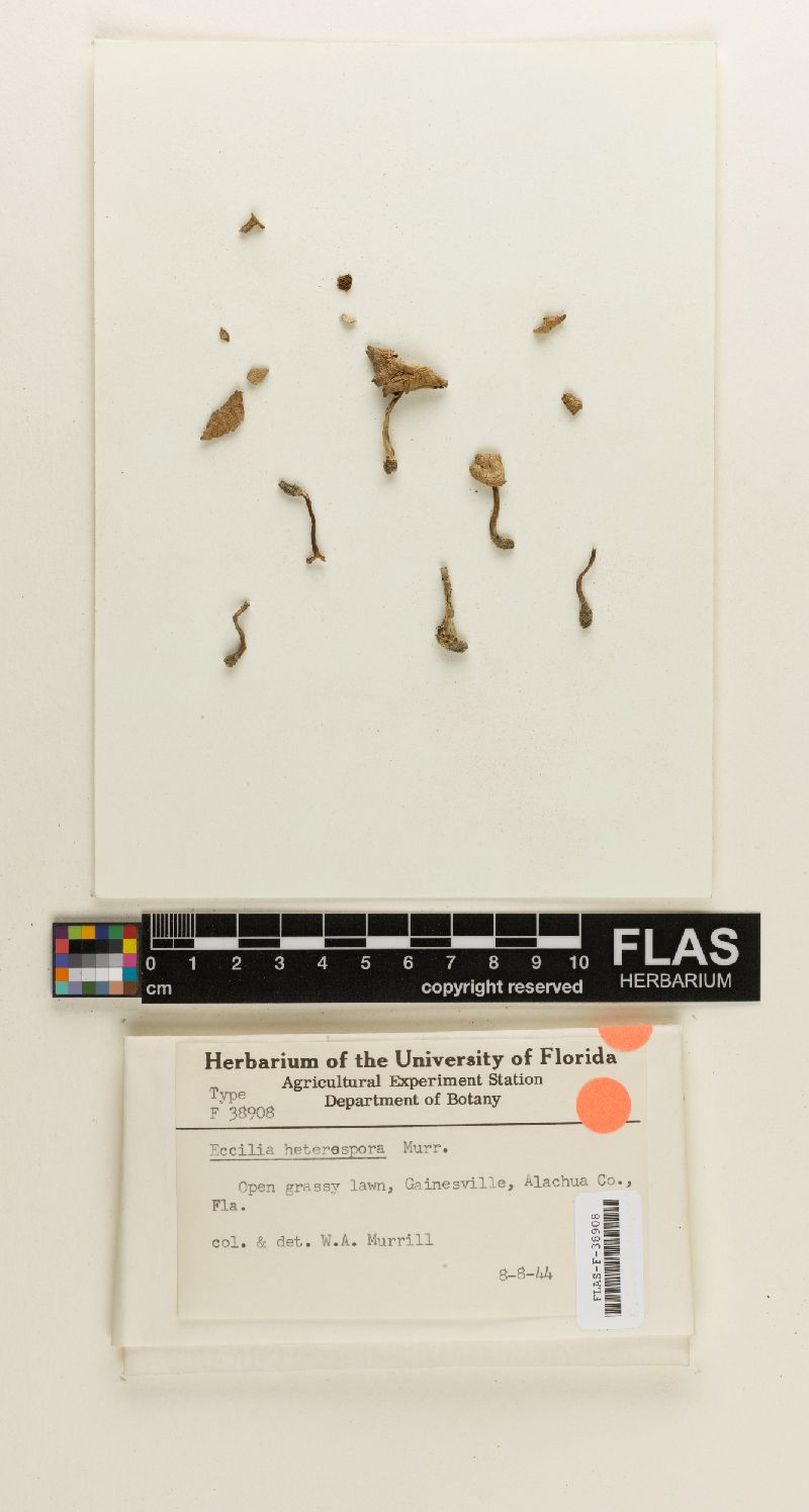 Clitopilopsis heterospora image