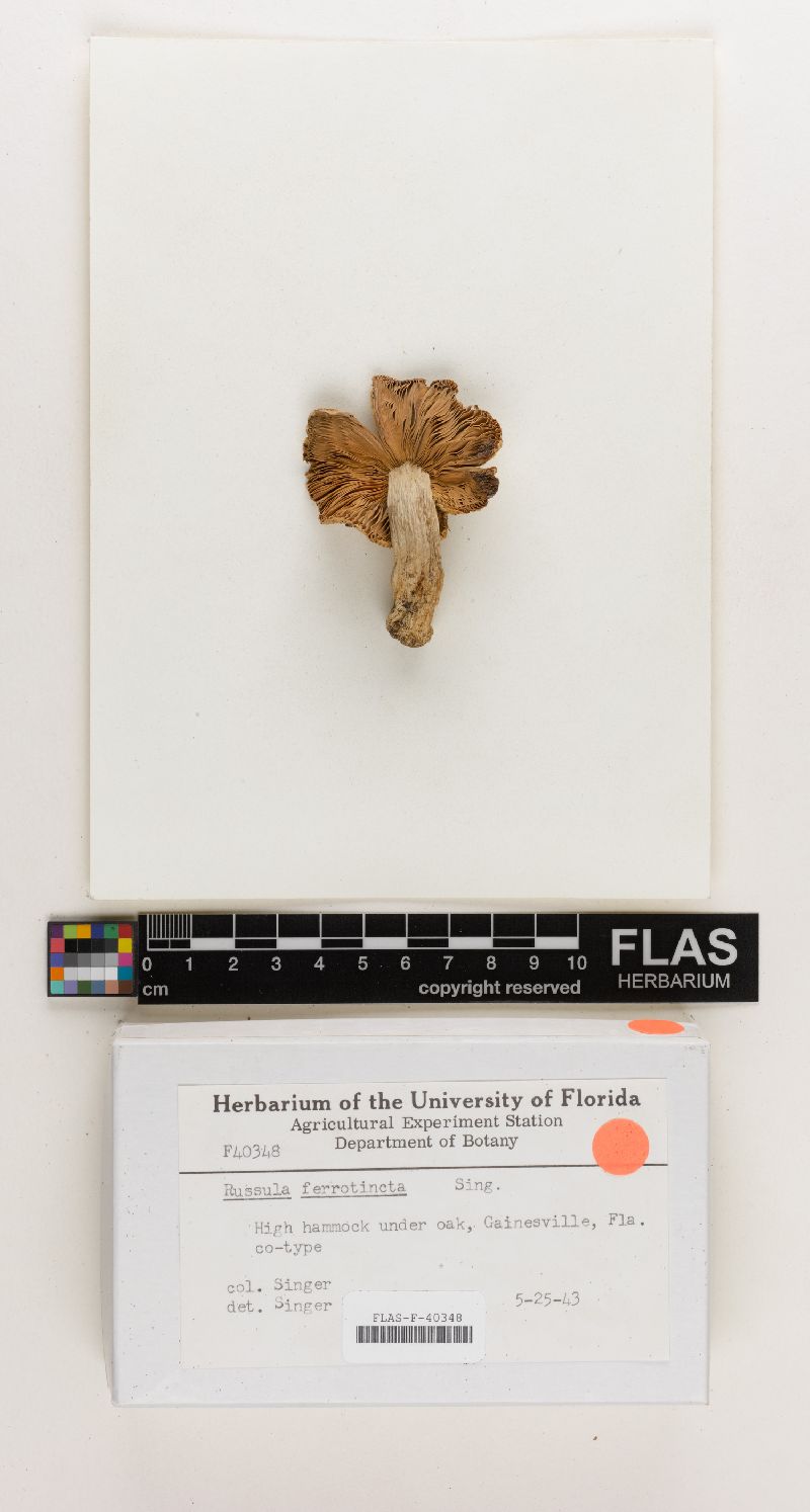 Russula ferrotincta image
