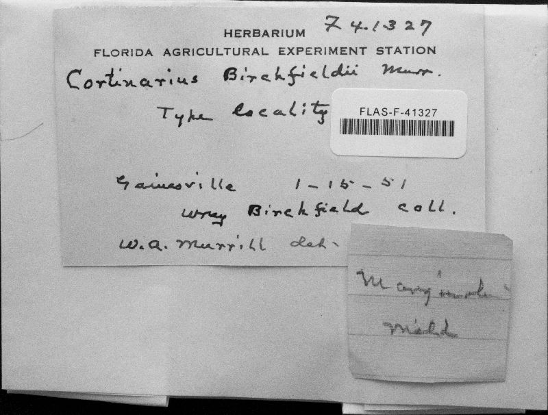 Cortinarius birchfieldii image