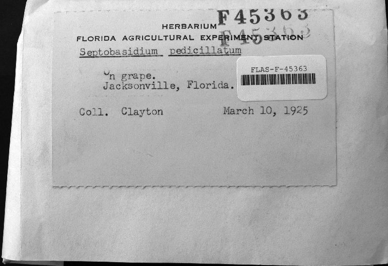 Septobasidium pedicellatum image