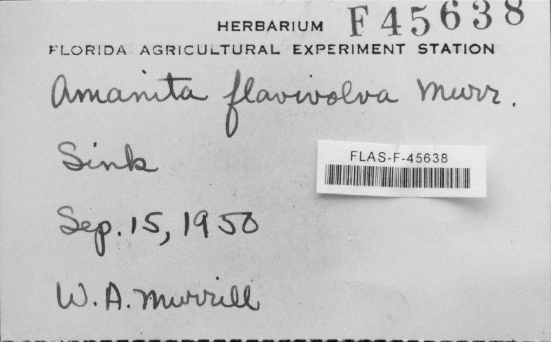 Amanita flavivolva image