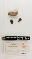 Agaricus floridanus image