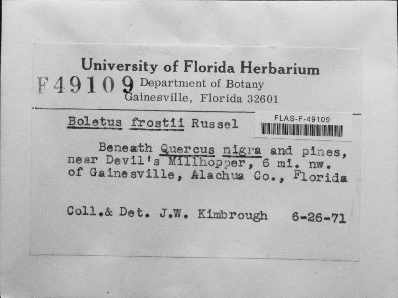 Butyriboletus frostii image