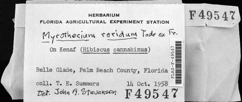 Paramyrothecium roridum image