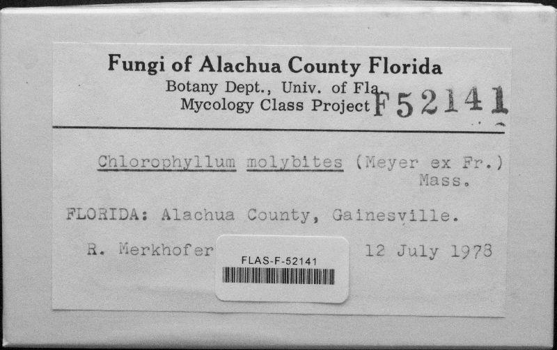 Chlorophyllum molybdites image