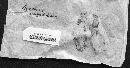 Image of Mycena filopes