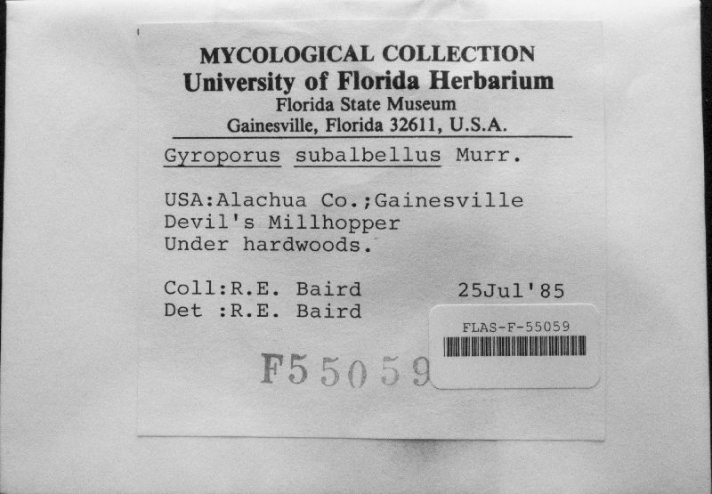 Gyroporus subalbellus image