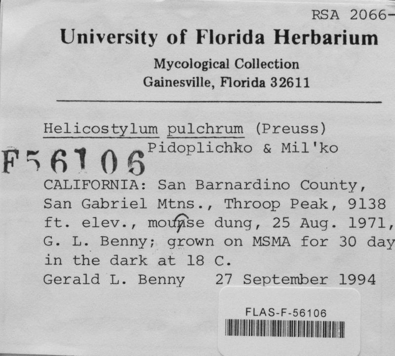 Helicostylum pulchrum image