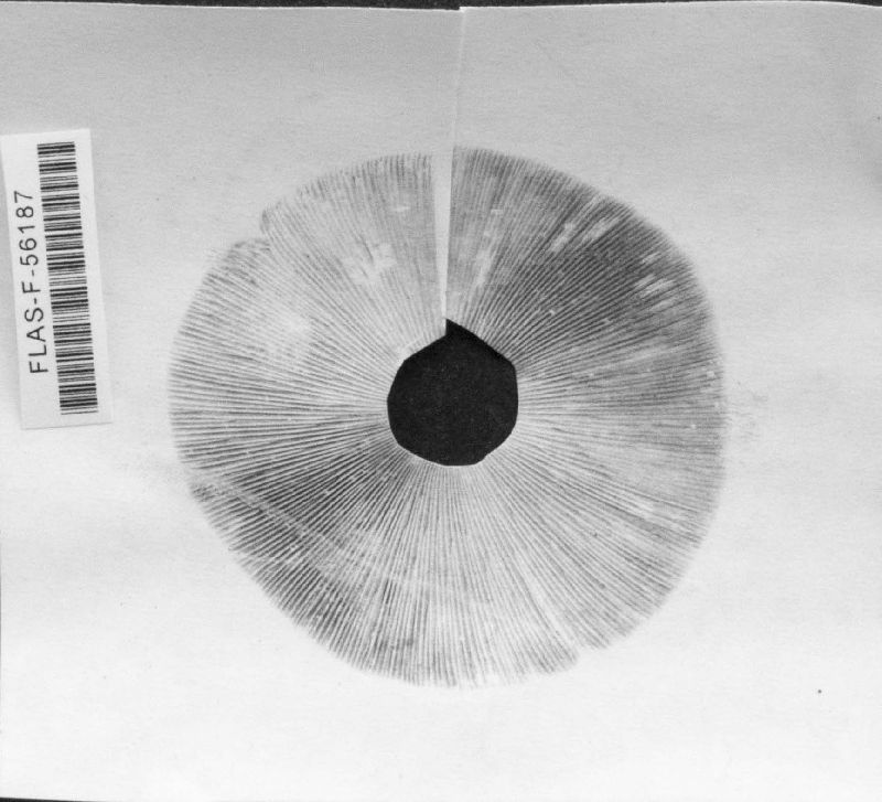 Agaricus rhoadsii image