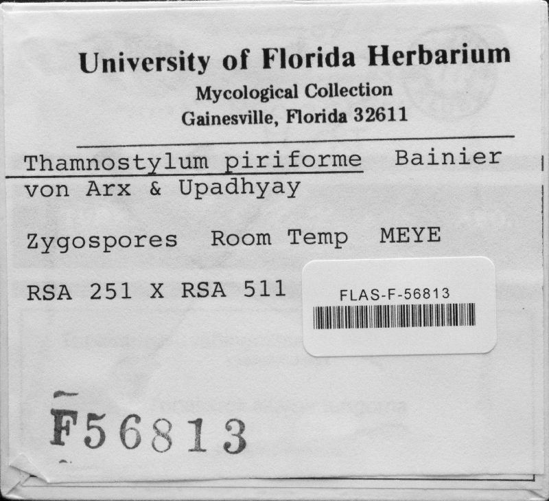 Thamnostylum piriforme image