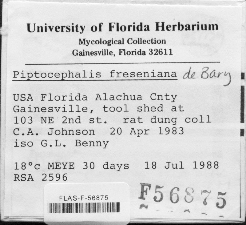 Piptocephalis freseniana image