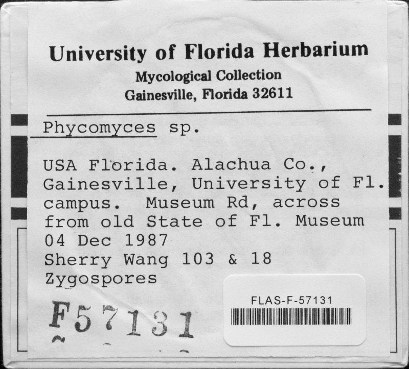 Phycomycetaceae image