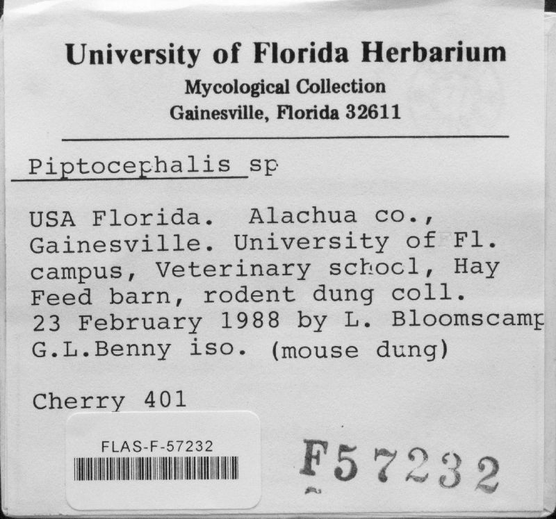 Piptocephalidaceae image