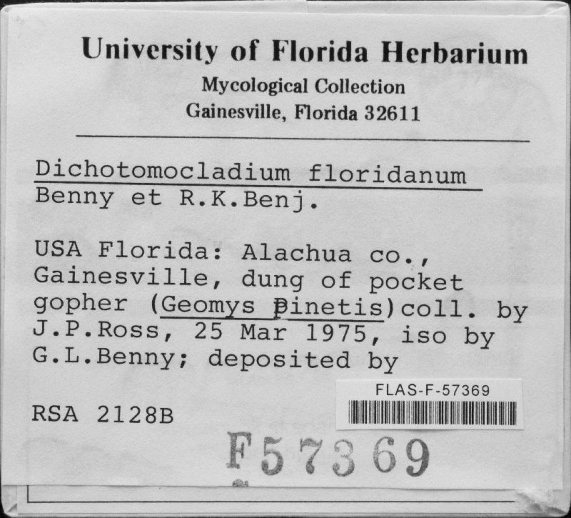 Dichotomocladium floridanum image