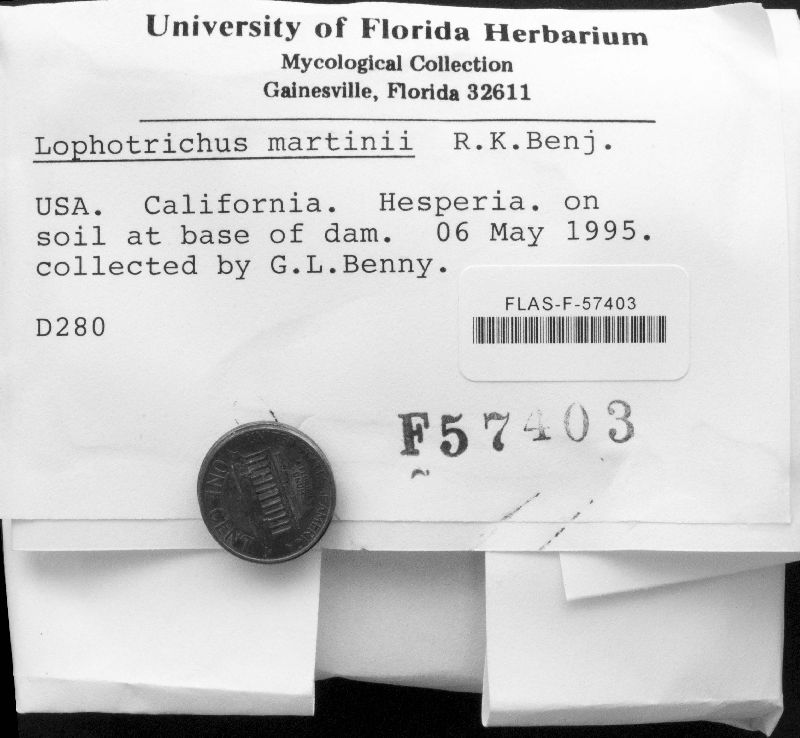 Lophotrichus martinii image