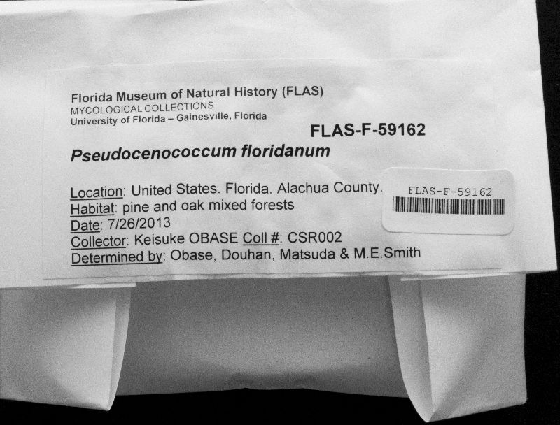 Pseudocenococcum floridanum image