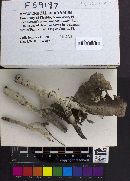 Septobasidium pseudopedicellatum image