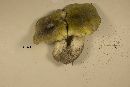 Tricholoma floridanum image